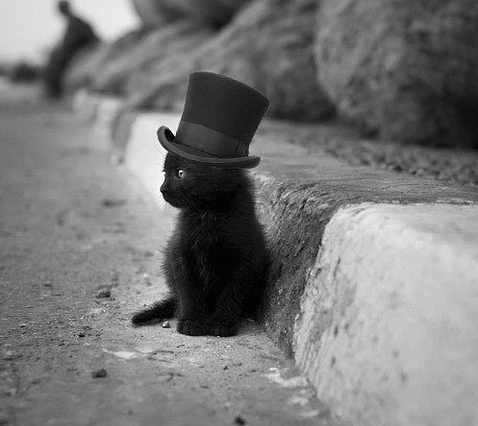 black-cat-with-a-black-hat.jpg
