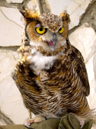 California Great Horned Owl