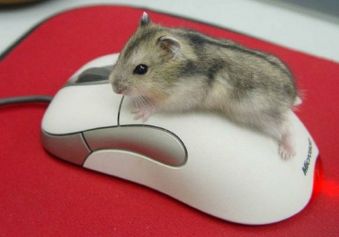 A Mind-boggling Mouse